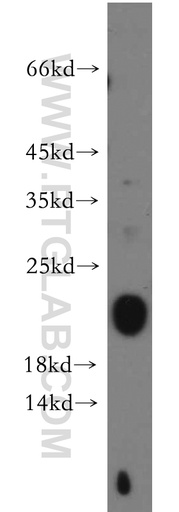 [21463-1-AP-20UL] C1orf57 Polyclonal antibody