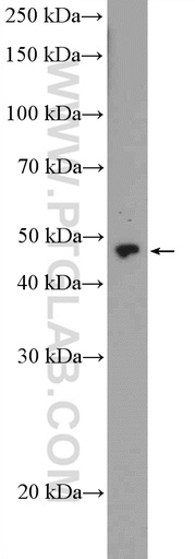 [21467-1-AP-150UL] ZNF232 Polyclonal antibody