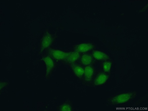 [21468-1-AP-20UL] XRCC1 Polyclonal antibody