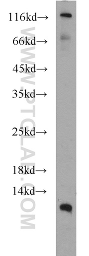 [21473-1-AP-150UL] DMRTC1B Polyclonal antibody