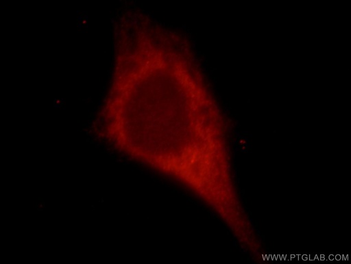 [21478-1-AP-20UL] KIAA0513 Polyclonal antibody