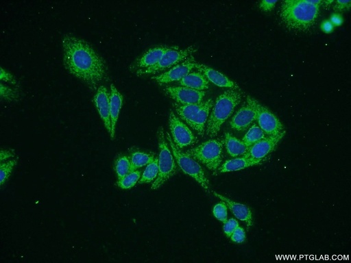 [21492-1-AP-20UL] VANGL2 Polyclonal antibody