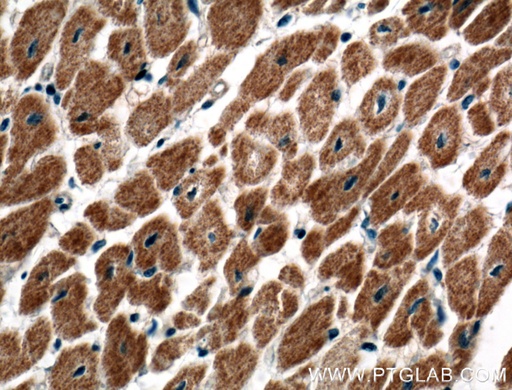 [21493-1-AP-20UL] C20orf160 Polyclonal antibody