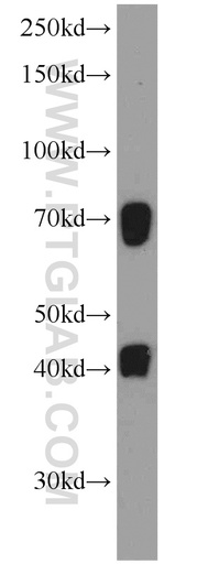 [21503-1-AP-20UL] C19orf44 Polyclonal antibody