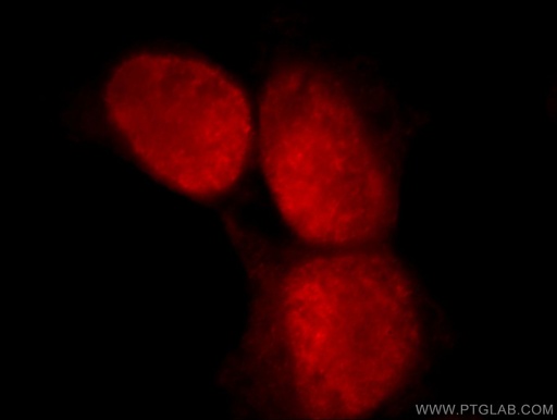 [21506-1-AP-20UL] C1orf106 Polyclonal antibody