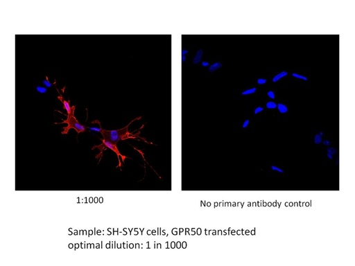[21514-1-AP-150UL] GPR50 Polyclonal antibody