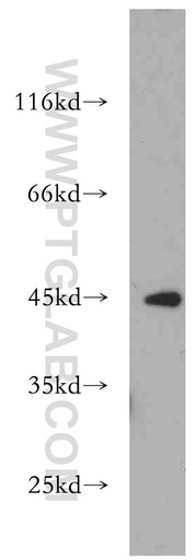[21523-1-AP-150UL] EXOG Polyclonal antibody