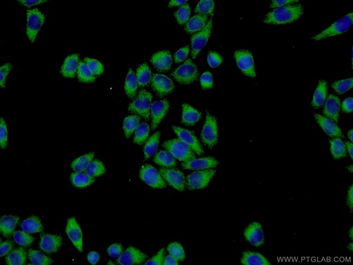 [21540-1-AP-20UL] ISM2 Polyclonal antibody