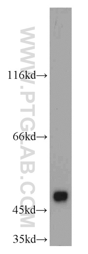 [21550-1-AP-20UL] ASZ1 Polyclonal antibody