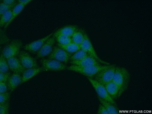 [21557-1-AP-20UL] LAX1 Polyclonal antibody
