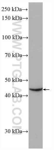 [21567-1-AP-20UL] LHX5 Polyclonal antibody