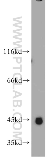 [21571-1-AP-150UL] WDR21C Polyclonal antibody