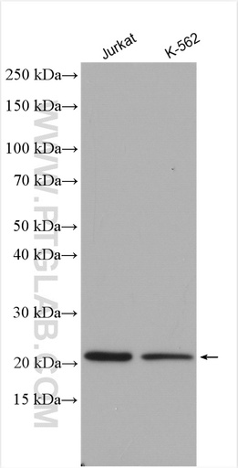 [21576-1-AP-20UL] RHOG Polyclonal antibody
