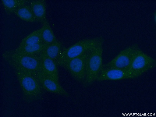 [21602-1-AP-20UL] ALDH8A1 Polyclonal antibody