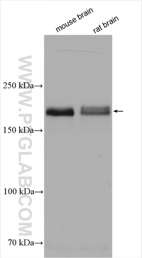 [21635-1-AP-150UL] ROBO2 Polyclonal antibody