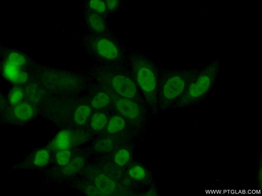 [21639-1-AP-20UL] GBX2 Polyclonal antibody