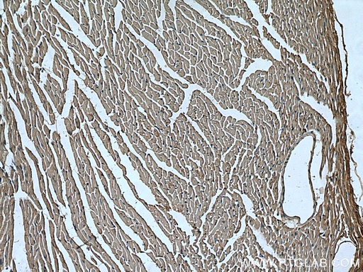 [21640-1-AP-20UL] UNC45B Polyclonal antibody