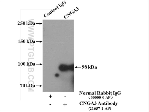 [21657-1-AP-20UL] CNGA3 Polyclonal antibody