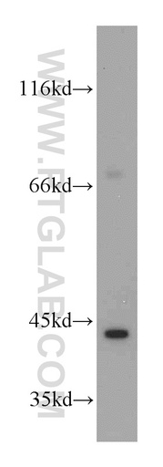 [21723-1-AP-20UL] INPP5A Polyclonal antibody