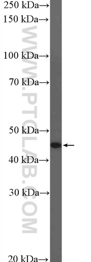 [21724-1-AP-150UL] GCM1 Polyclonal antibody