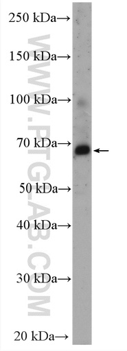 [21754-1-AP-20UL] PDE4C Polyclonal antibody