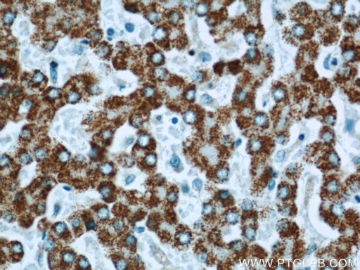 [21764-1-AP-150UL] SLC25A2 Polyclonal antibody