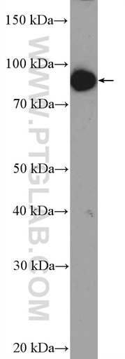[21772-1-AP-20UL] ZNF509 Polyclonal antibody