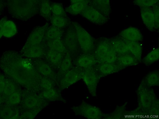 [21778-1-AP-150UL] POLA2 Polyclonal antibody