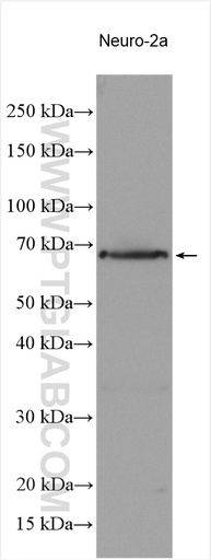 [21849-1-AP-150UL] NRXN3 Polyclonal antibody