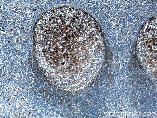 [21851-1-AP-20UL] CD11B/Integrin Alpha M Polyclonal antibody