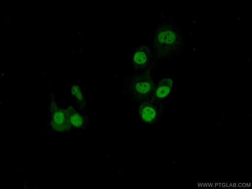 [21857-1-AP-20UL] SAFB Polyclonal antibody