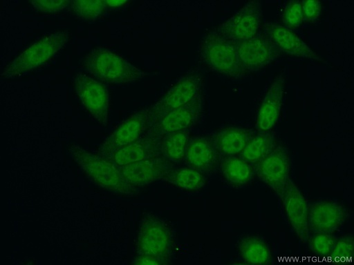 [21858-1-AP-150UL] TCERG1 Polyclonal antibody