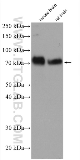 [21874-1-AP-150UL] AMIGO1 Polyclonal antibody