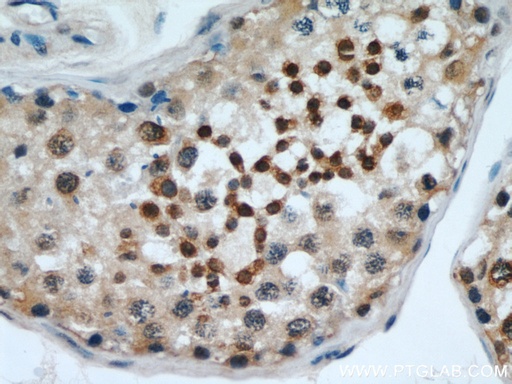 [21883-1-AP-150UL] EDRF1 Polyclonal antibody