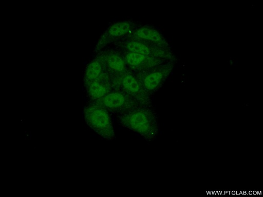 [21896-1-AP-20UL] RBM7 Polyclonal antibody