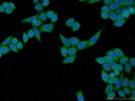 [21897-1-AP-20UL] THAP10 Polyclonal antibody
