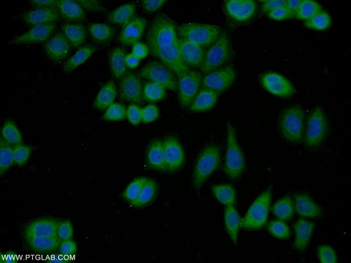 [21915-1-AP-150UL] OAS3 Polyclonal antibody