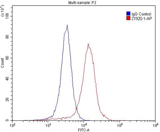 [21920-1-AP-150UL] NMDAR2B/GRIN2B Polyclonal antibody