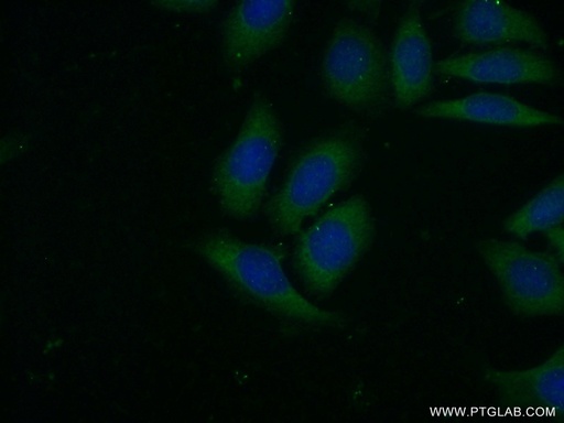 [21924-1-AP-20UL] VAV2 Polyclonal antibody