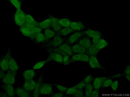 [21944-1-AP-20UL] SH3BGRL2 Polyclonal antibody