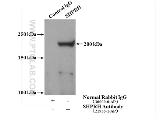 [21955-1-AP-20UL] SHPRH Polyclonal antibody