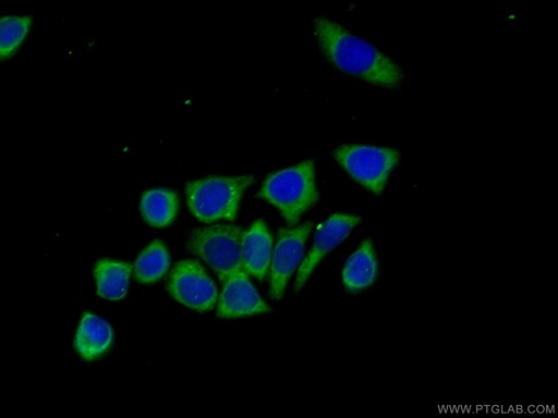 [21969-1-AP-150UL] BCL2L12 Polyclonal antibody