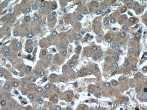 [21973-1-AP-150UL] GFRA2 Polyclonal antibody