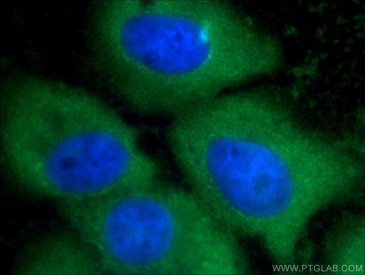 [21990-1-AP-20UL] Annexin A1 Polyclonal antibody