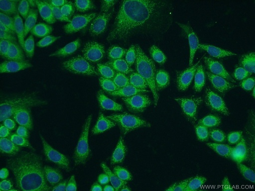 [22028-1-AP-150UL] PIK3C2A Polyclonal antibody