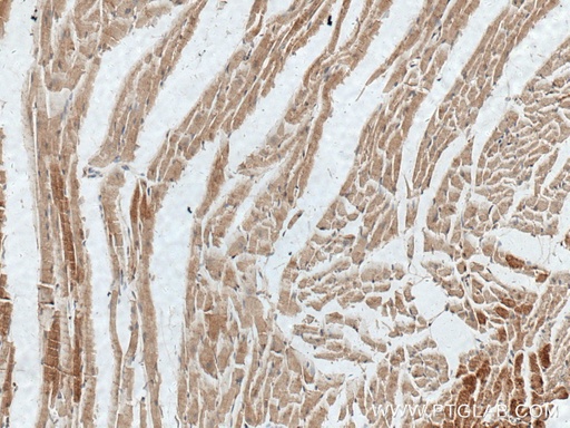 [22084-1-AP-150UL] MYOM1 Polyclonal antibody