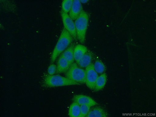 [22092-1-AP-150UL] IMPDH1 Polyclonal antibody