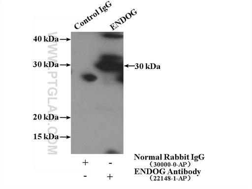 [22148-1-AP-150UL] ENDOG Polyclonal antibody