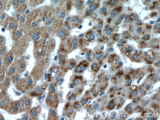 [22163-1-AP-20UL] PXMP3 Polyclonal antibody