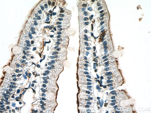 [22195-1-AP-20UL] MGAM Polyclonal antibody